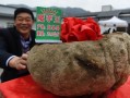 魔芋生长在我国哪些地方？可以做什么用途？可以做什么食品,哪里魔芋最好