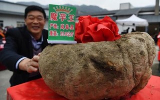 魔芋生长在我国哪些地方？可以做什么用途？可以做什么食品,哪里魔芋最好