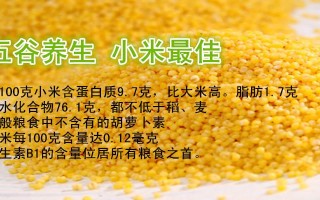 东北哪里的小米最好吃最出名,小米哪里好吃又有营养