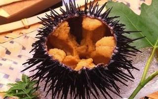 世界最好海胆排名,哪里的海胆好吃又便宜