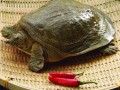 鳖哪里最营养（玉田甲鱼哪里最好）