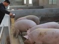 上海牧坊食品有限公司怎么样（什么是生态养猪，生态猪主要喂养的是什么饲料）