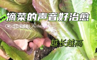 生菜是怎么拿来吃的？是摘叶子、留根还是整棵都砍了吃？求答案,生菜吃哪个部位