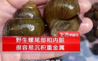 肉螺哪里不能吃（肉螺哪里不能吃图解）