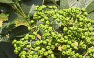 哪里有种植药材米辣子（哪里有种植药材米辣子的）