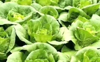 奶油白菜是哪里的菜（为什么叫奶油小白菜）