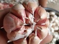 腌蒜哪里买（网上买大蒜种子是真的吗）