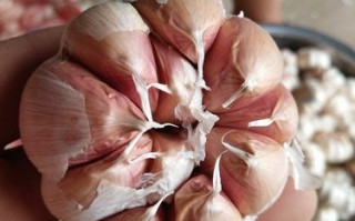 腌蒜哪里买（网上买大蒜种子是真的吗）
