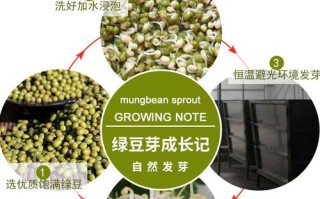 豆芽的各个部位名称,豆芽生长在哪里?