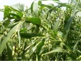 河北薏米产地在哪里（薏米是什么植物上结出来的）