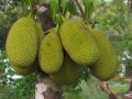 菠萝蜜哪里能吃（菠萝蜜盛产在我国哪个地方）