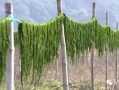 海苔如何成型,新鲜海苔长在哪里啊