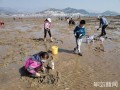 哪里的蛏子最好（广东赶海抓蛏子哪个地方好）