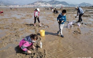 哪里的蛏子最好（广东赶海抓蛏子哪个地方好）