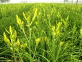 黄花菜吃哪里（黄花菜什么地方产地最多）