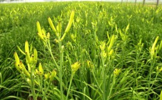 黄花菜吃哪里（黄花菜什么地方产地最多）