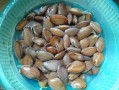 花甲是怎么长出来的,花甲在哪里生长的