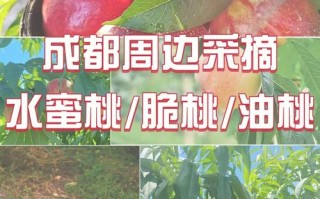 桃子产地在哪里（桃子产地在哪里?）