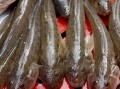 泥鱼哪里收（泥鱼哪里收）