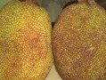 菠萝蜜产地在我国哪里,菠萝蜜哪里可以吃哪里不可以吃
