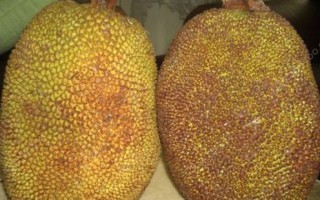 菠萝蜜产地在我国哪里,菠萝蜜哪里可以吃哪里不可以吃