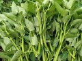 通心菜又叫什么菜,通心菜在哪里生长
