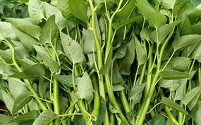 通心菜又叫什么菜,通心菜在哪里生长