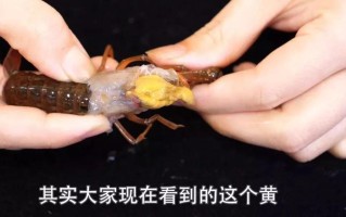 龙虾黄色的地方都是虾黄吗,小龙虾虾黄是哪个部位