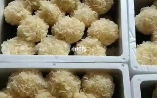 银耳棒哪里有卖（银耳棒哪里有卖的）
