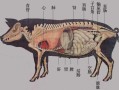 猪膀胱连接哪里（猪膀胱连着什么器官）