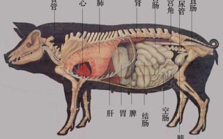 猪膀胱连接哪里（猪膀胱连着什么器官）