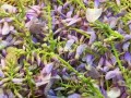 紫藤花好吃吗,紫藤花吃哪里的草