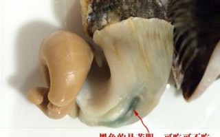 海螺的吃法哪个部位不能吃,海螺肉哪里不能吃图解,海螺肉的吃法,海鲜