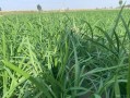 陕西关中韭菜种植时间,陕西哪里有韭菜种植基地