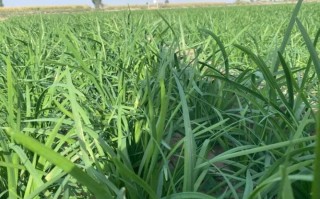 陕西关中韭菜种植时间,陕西哪里有韭菜种植基地