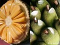 菠萝哪里最甜,菠萝哪里最甜?