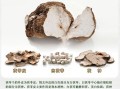 茯苓哪里的好（茯苓哪里产地最好）