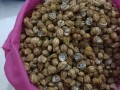 西双版纳砂仁产地哪里最好,砂仁哪里的好吃