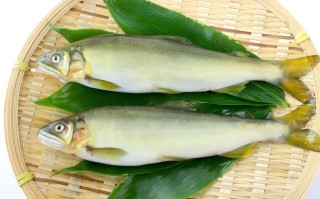 哪里香鱼最好（哪里香鱼最好吃）
