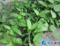 鸡屎藤在哪里（何首乌别称叫什么鸡屎藤）