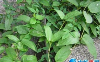 鸡屎藤在哪里（何首乌别称叫什么鸡屎藤）