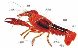 小龙虾哪里能吃哪里不能吃（小龙虾哪个地方能吃哪个地方不能吃）