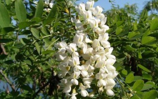槐花哪里油（槐花产地是什么地方啊）