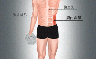 腹肉是哪里的肉（腹肉是哪里的肉图片）
