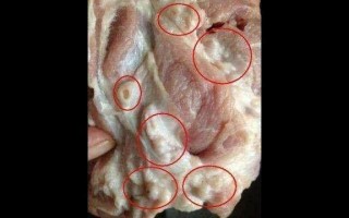羊肉的淋巴部位有哪些,羊肉哪里有肥肉卖