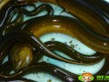 黄鳝哪里不能吃（黄鳝哪里不能吃的图片）