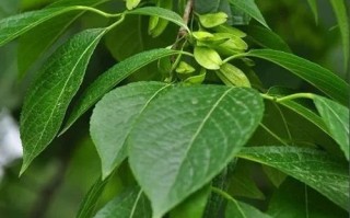 杜仲是哪里的好（杜仲是哪里的好品种）