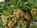 龙眼是在哪里（龙眼是在哪里种的）