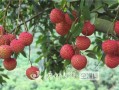 泸州合江荔枝哪里有（妃子笑荔枝是四川的吗）