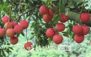 泸州合江荔枝哪里有（妃子笑荔枝是四川的吗）